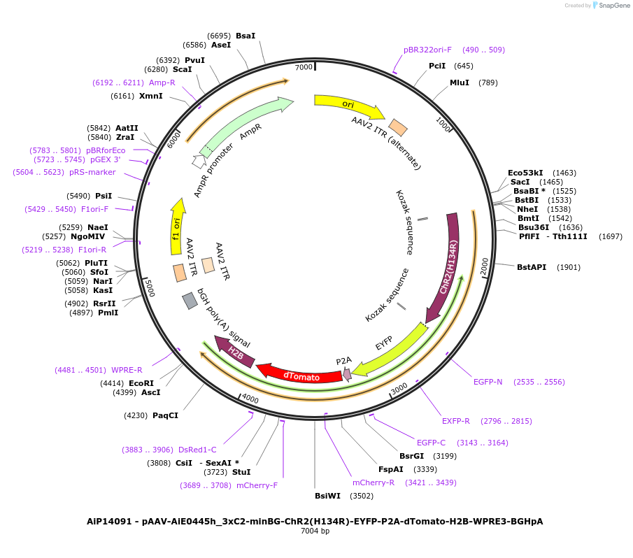 243357-plasmid-map-sequence-id-525207