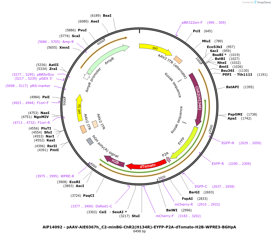 243358-plasmid-map-sequence-id-525208