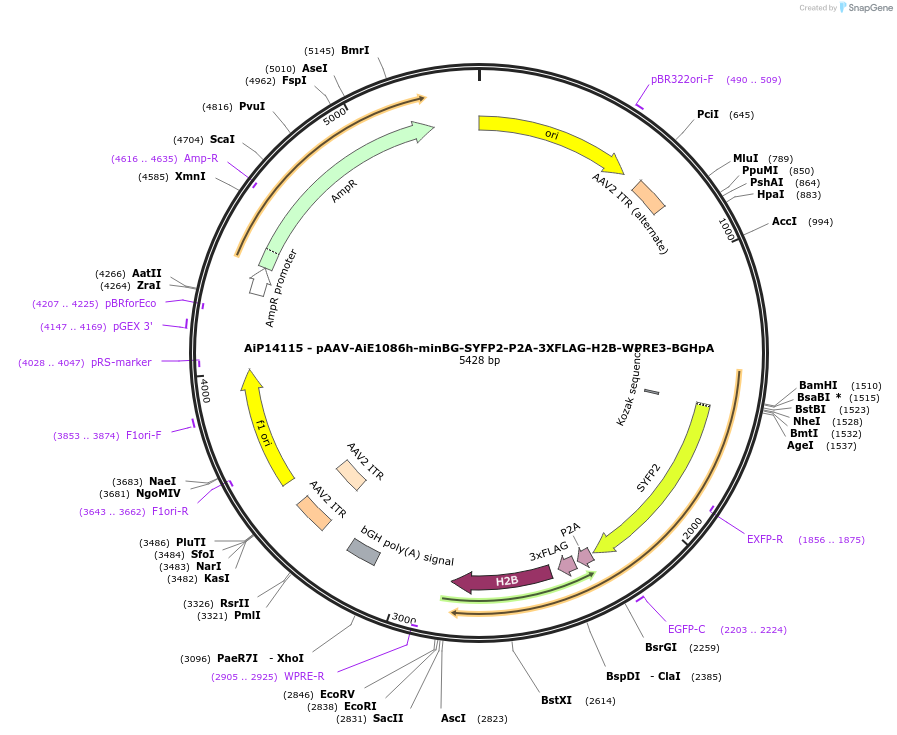 243361-plasmid-map-sequence-id-525210
