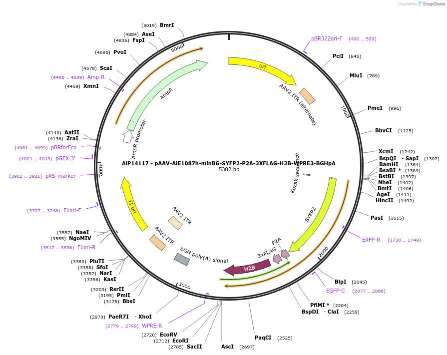 243362-plasmid-map-sequence-id-525211
