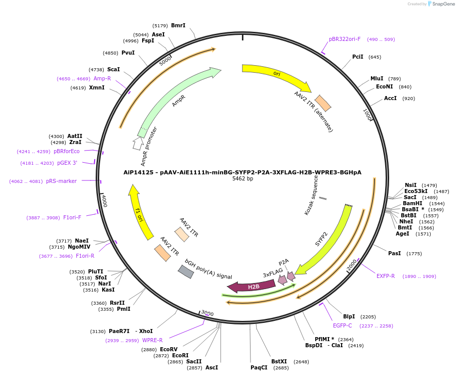 243363-plasmid-map-sequence-id-525212