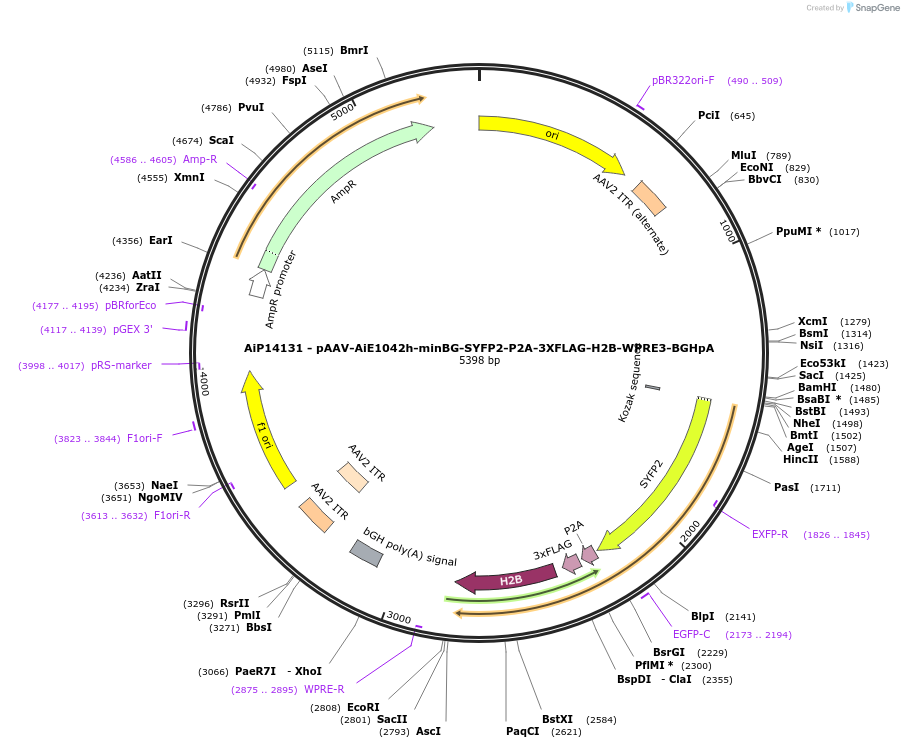 243365-plasmid-map-sequence-id-525213