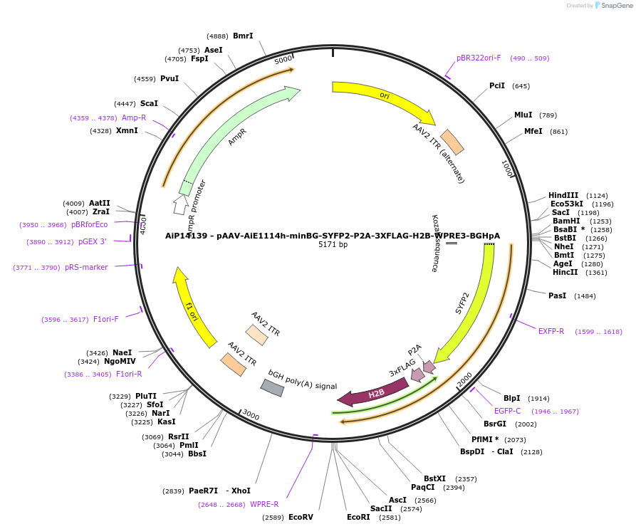 243366-plasmid-map-sequence-id-525214