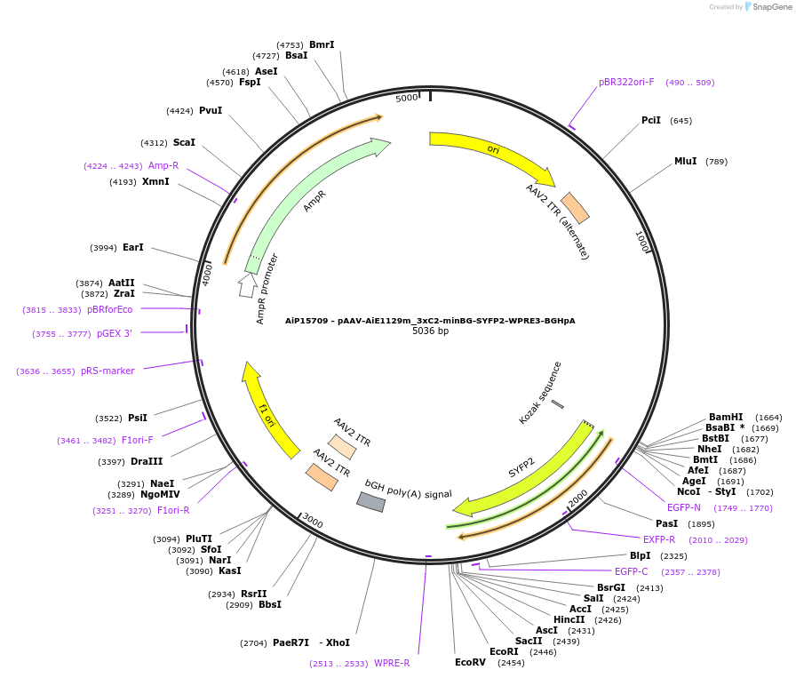 243454-plasmid-map-sequence-id-525216