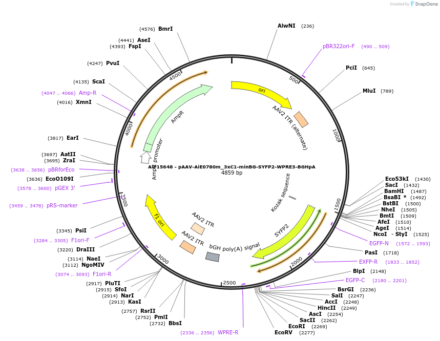 243453-plasmid-map-sequence-id-525217