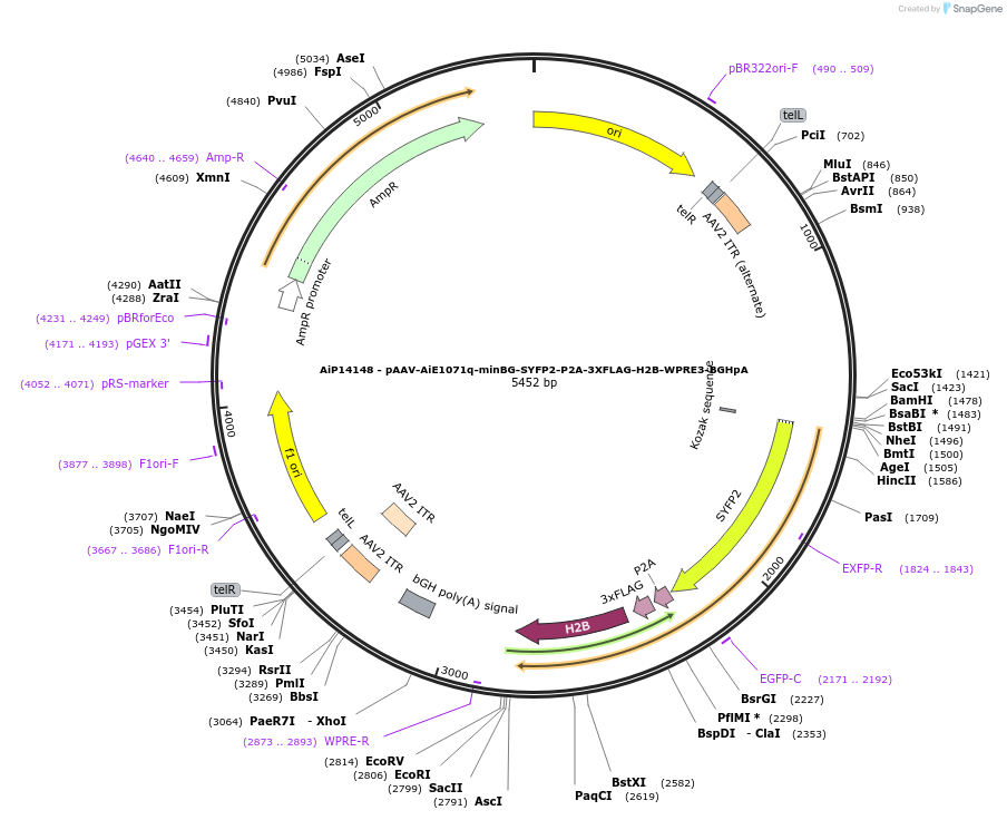 243370-plasmid-map-sequence-id-525218