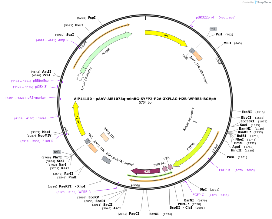243371-plasmid-map-sequence-id-525219