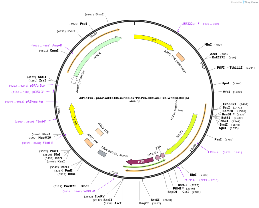 243374-plasmid-map-sequence-id-525220
