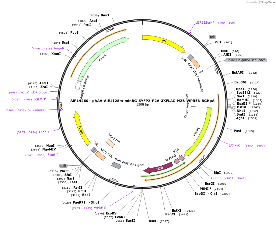 243376-plasmid-map-sequence-id-525222