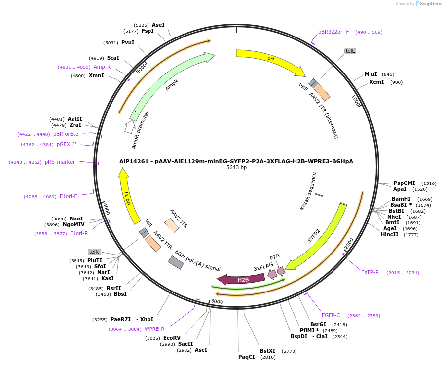 243377-plasmid-map-sequence-id-525223