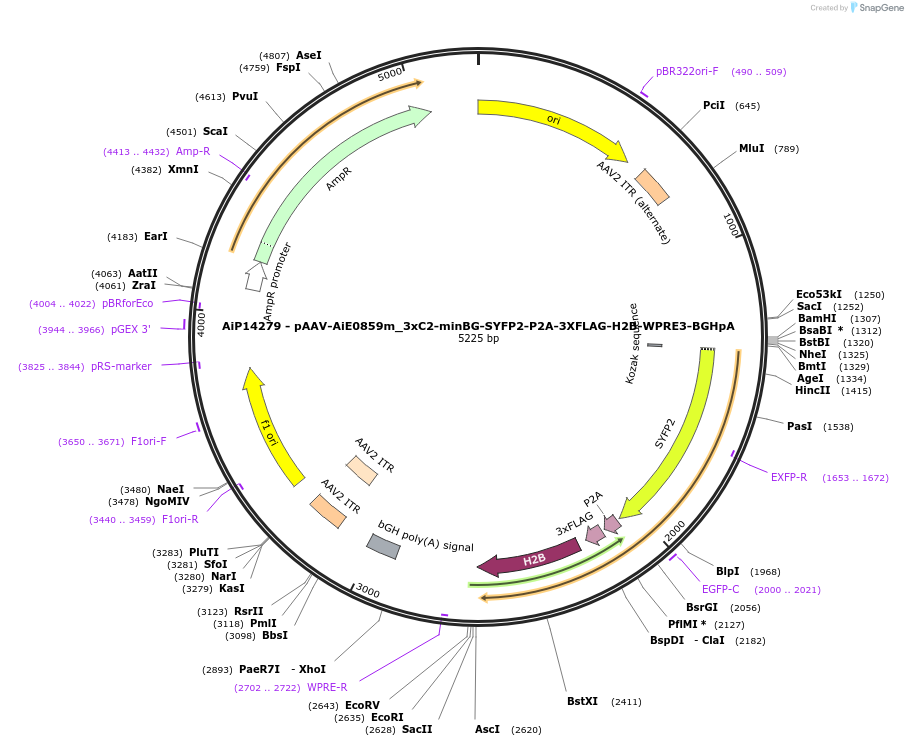 243378-plasmid-map-sequence-id-525224