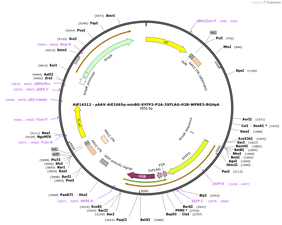 243379-plasmid-map-sequence-id-525225