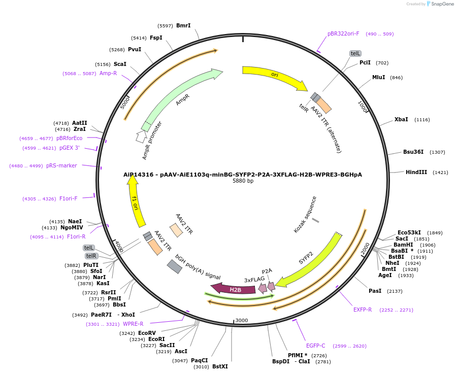 243381-plasmid-map-sequence-id-525226