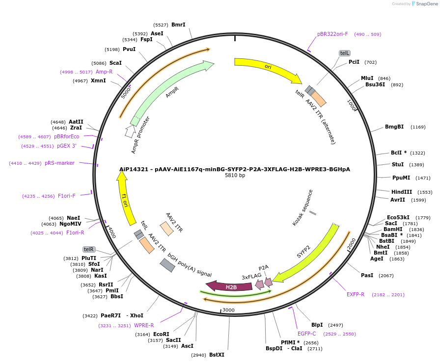 243382-plasmid-map-sequence-id-525227