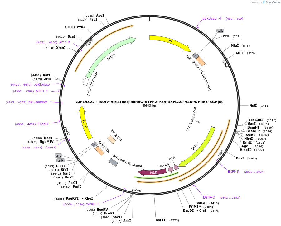 243383-plasmid-map-sequence-id-525228