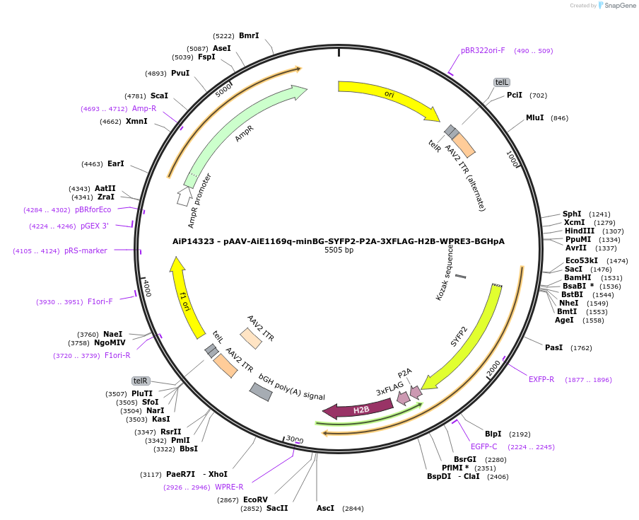243384-plasmid-map-sequence-id-525229