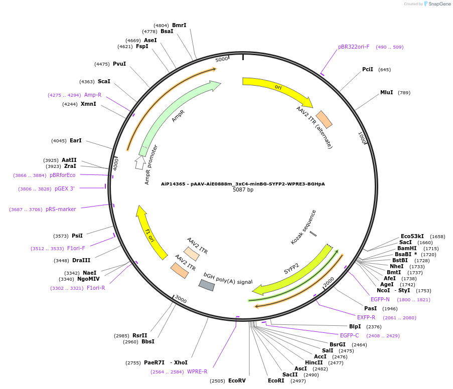 243388-plasmid-map-sequence-id-525230