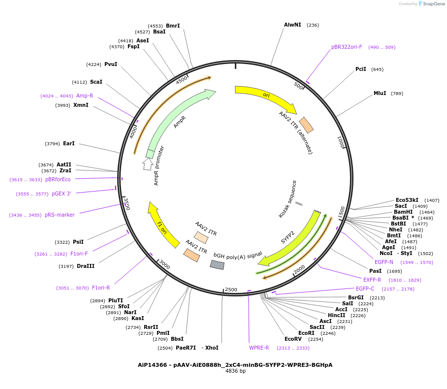 243389-plasmid-map-sequence-id-525231