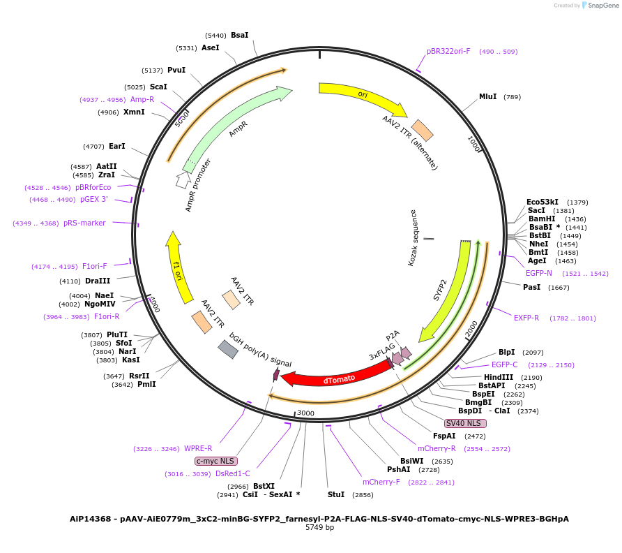 243390-plasmid-map-sequence-id-525232
