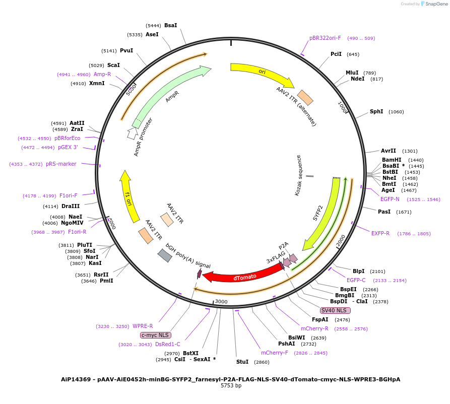 243391-plasmid-map-sequence-id-525233