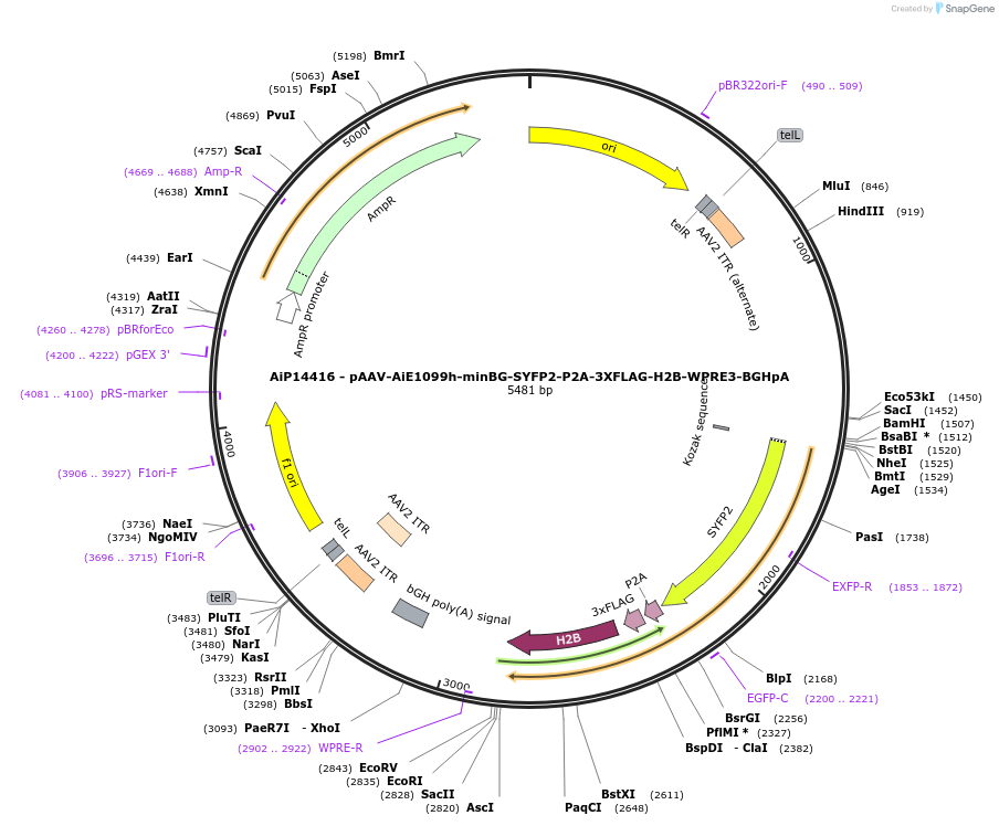 243392-plasmid-map-sequence-id-525234