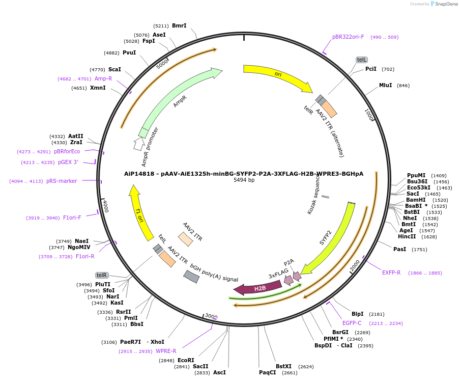 243403-plasmid-map-sequence-id-525235