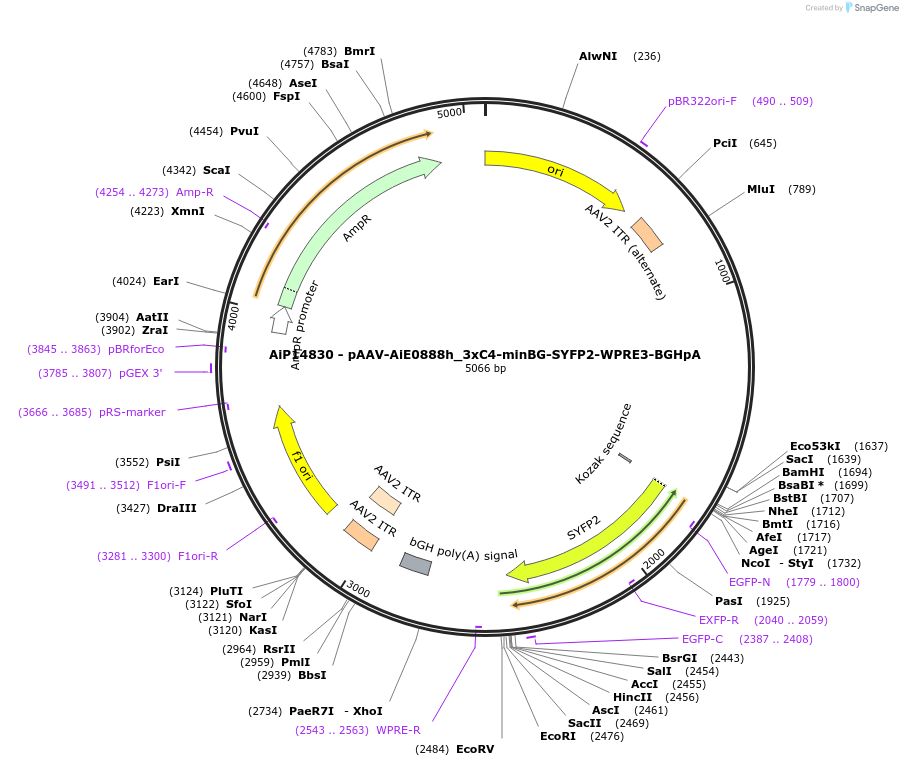 243408-plasmid-map-sequence-id-525236