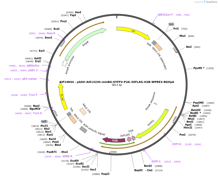 243409-plasmid-map-sequence-id-525237
