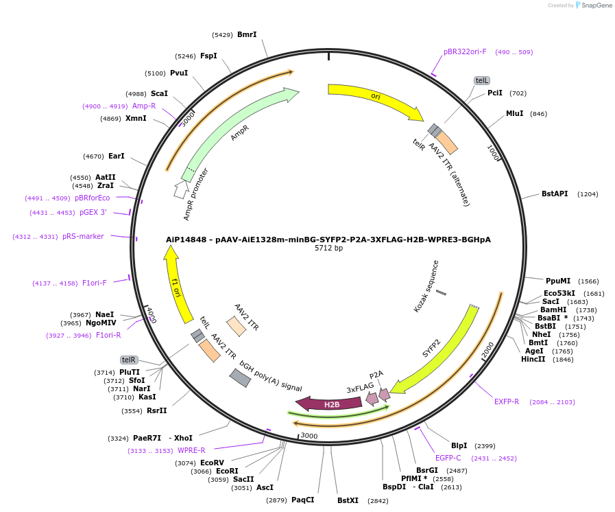 243410-plasmid-map-sequence-id-525238