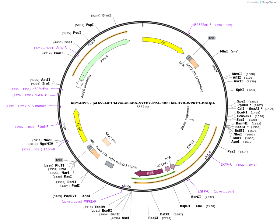 243411-plasmid-map-sequence-id-525239