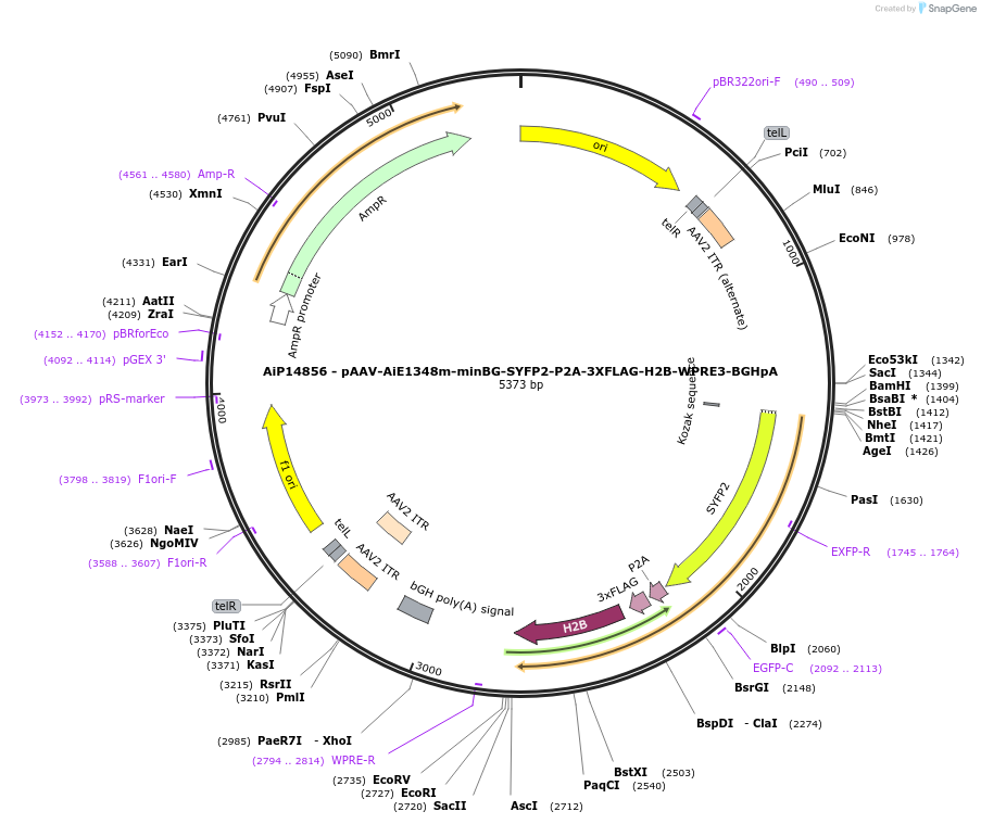 243412-plasmid-map-sequence-id-525240