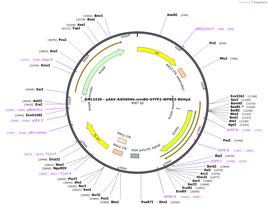 243458-plasmid-map-sequence-id-525241