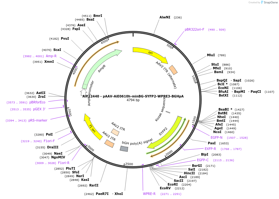 243459-plasmid-map-sequence-id-525242