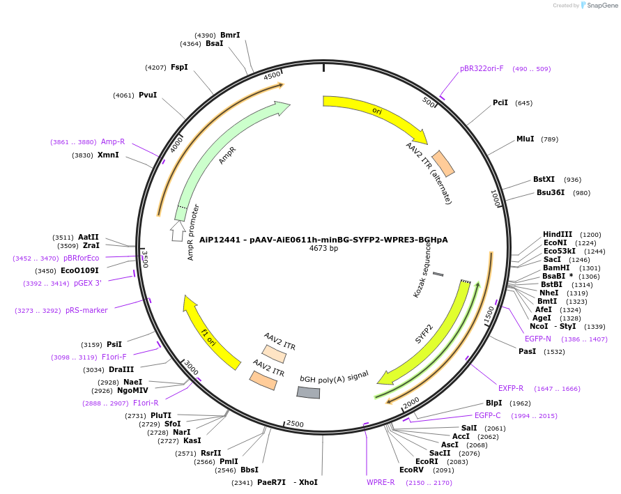 243460-plasmid-map-sequence-id-525243