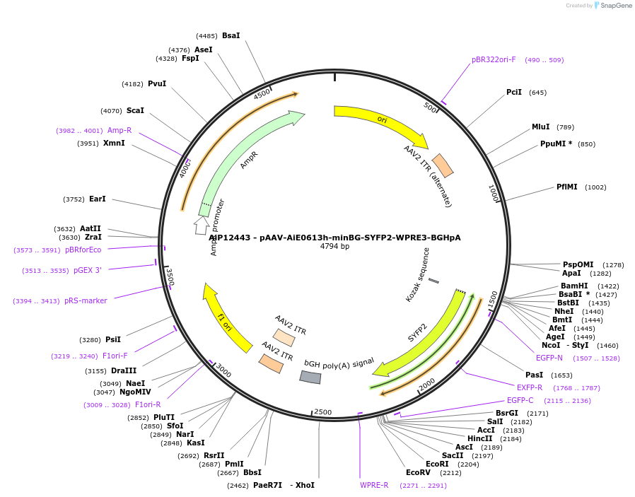 243461-plasmid-map-sequence-id-525244