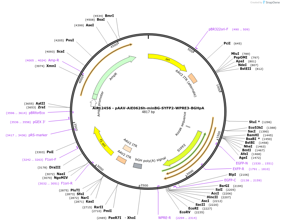 243463-plasmid-map-sequence-id-525245