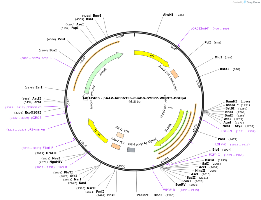 243467-plasmid-map-sequence-id-525246