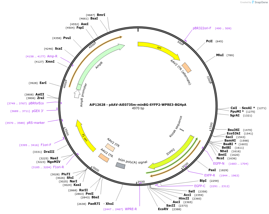 243468-plasmid-map-sequence-id-525247
