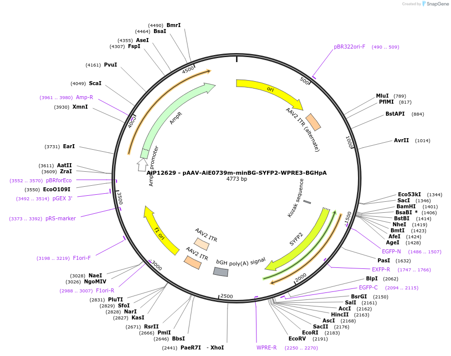 243469-plasmid-map-sequence-id-525248