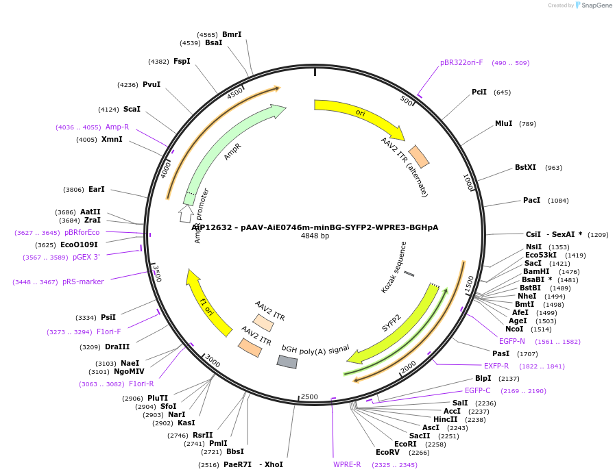 243470-plasmid-map-sequence-id-525249