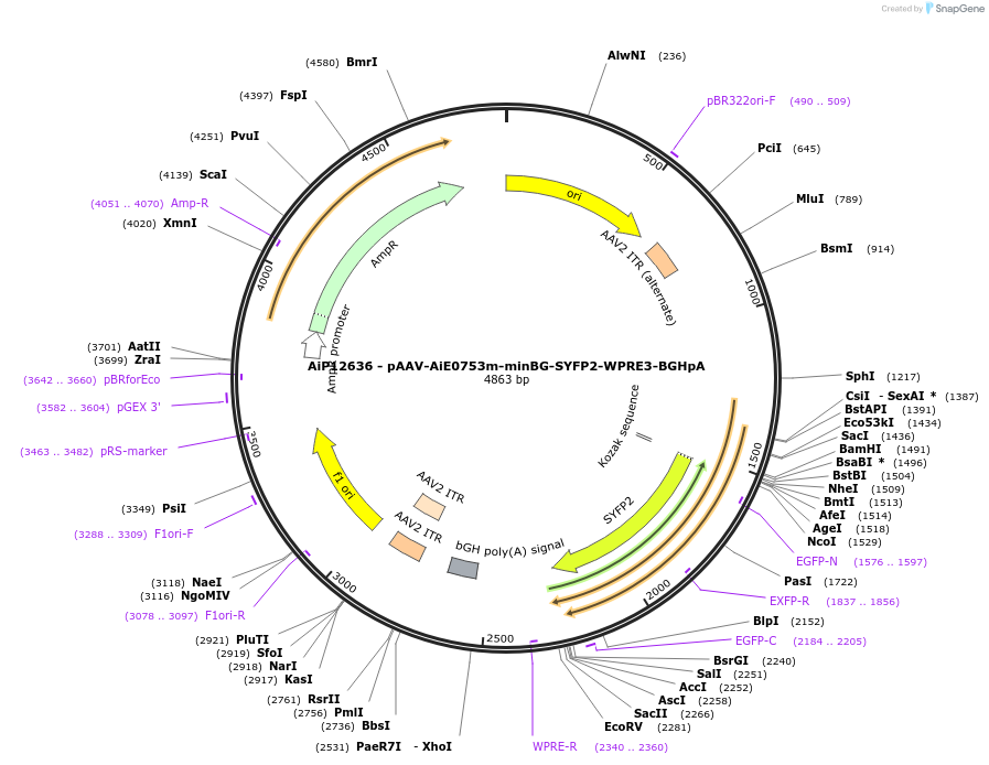 243471-plasmid-map-sequence-id-525250