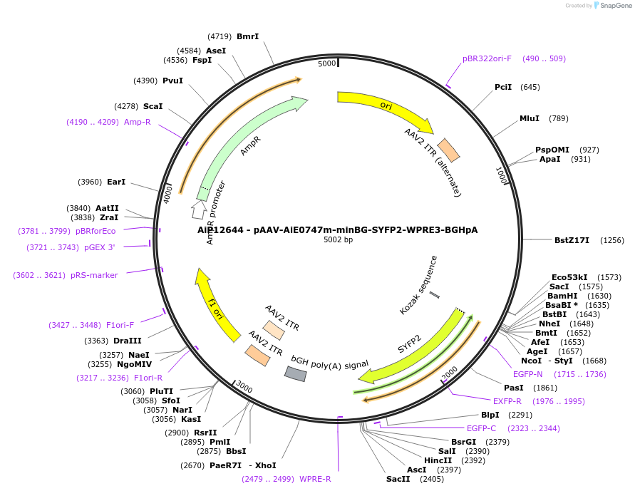 243475-plasmid-map-sequence-id-525251