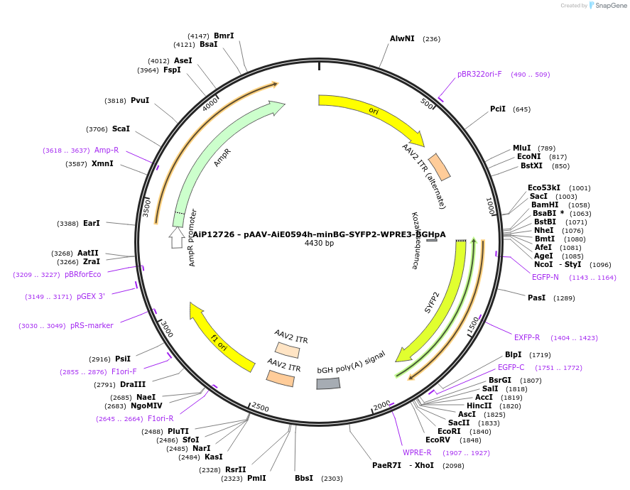 243476-plasmid-map-sequence-id-525252