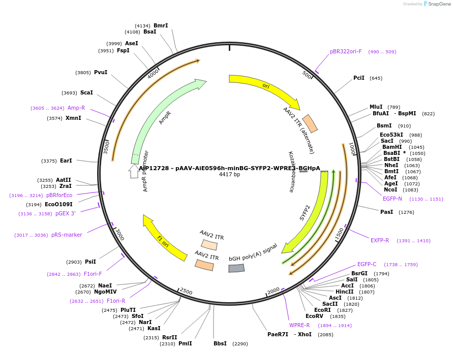 243477-plasmid-map-sequence-id-525253