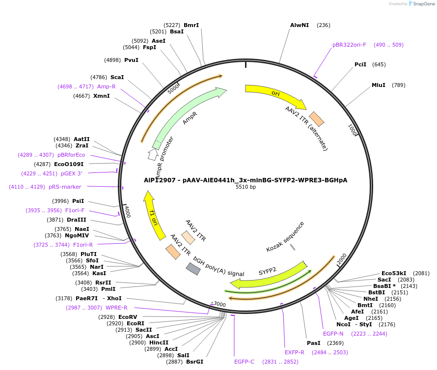 243480-plasmid-map-sequence-id-525254