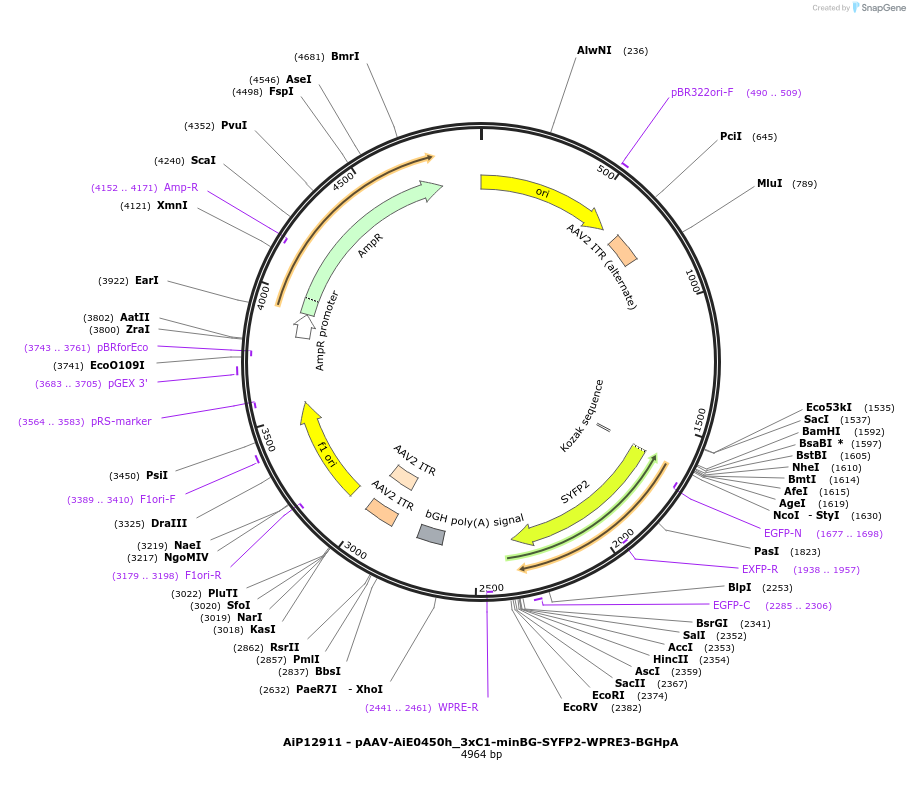 243481-plasmid-map-sequence-id-525255