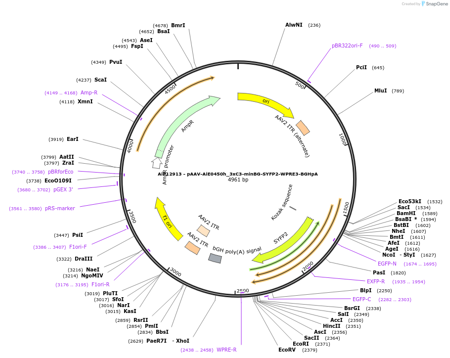 243482-plasmid-map-sequence-id-525256
