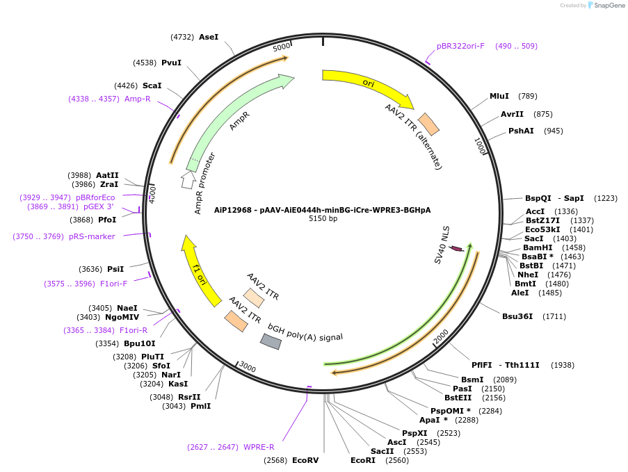243483-plasmid-map-sequence-id-525257