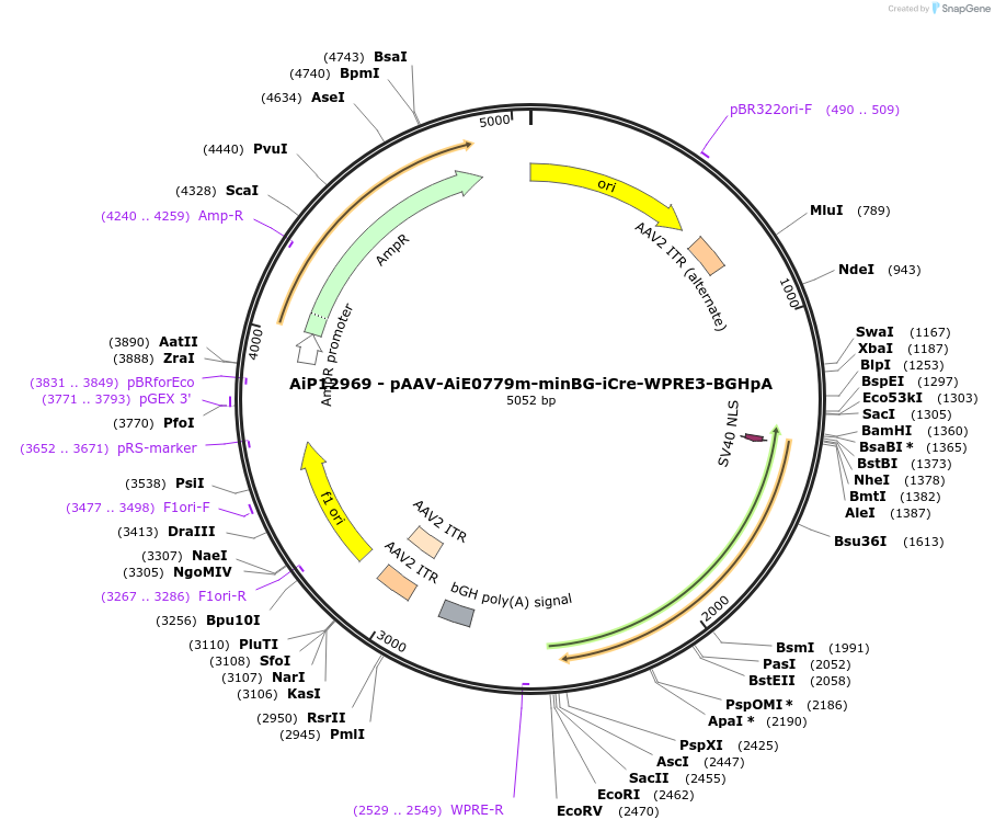 243484-plasmid-map-sequence-id-525258