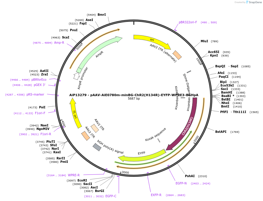 243485-plasmid-map-sequence-id-525259
